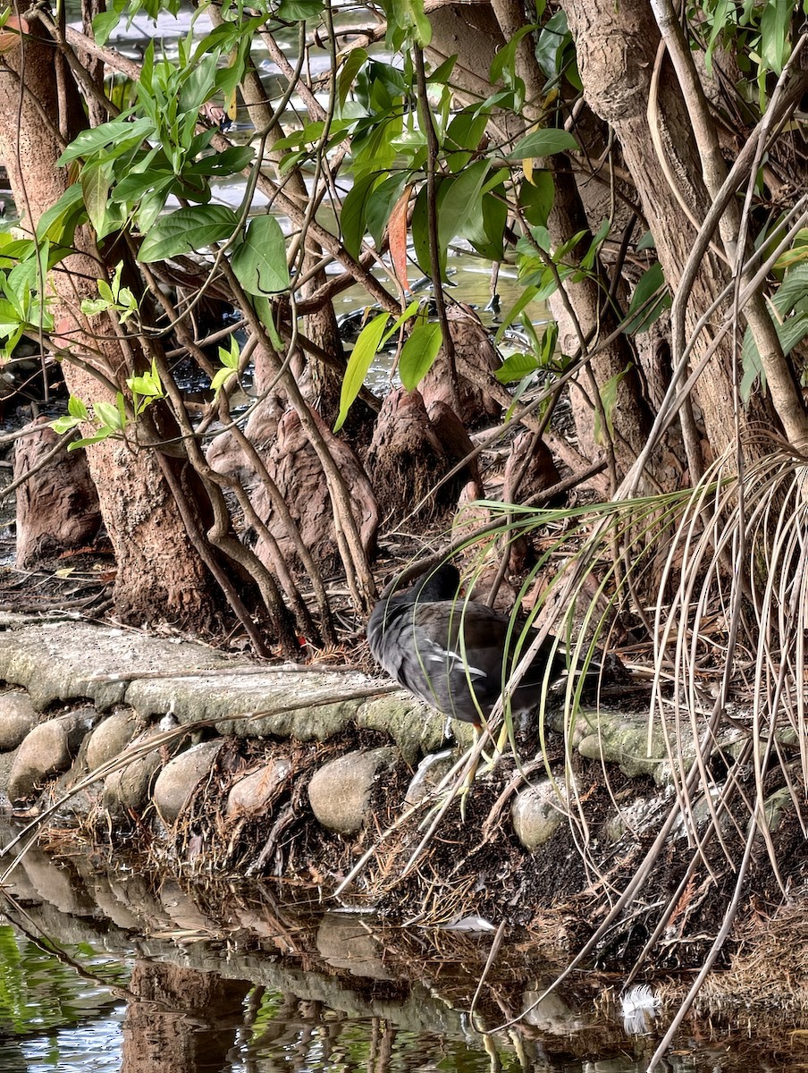 slípka zelenonohá - ML646446983