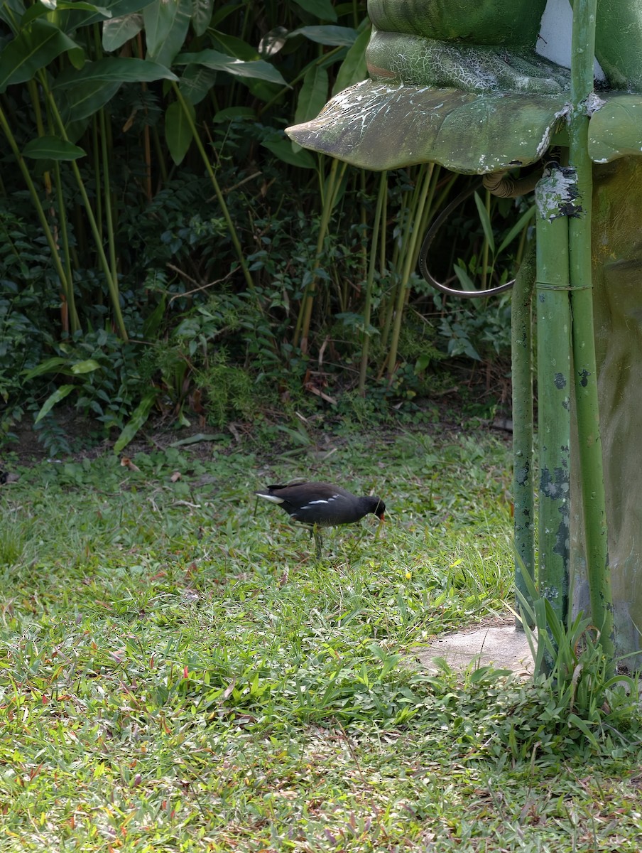 slípka zelenonohá - ML646446984