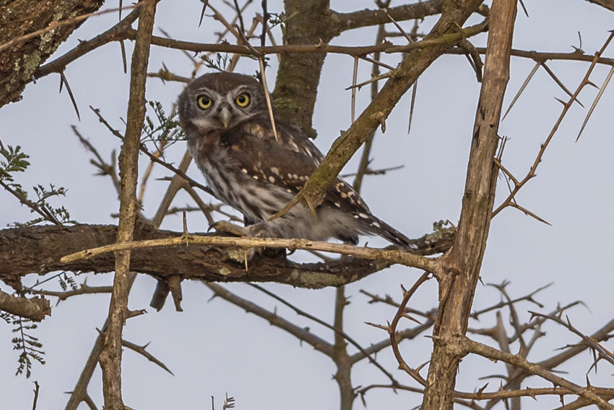 Pearl-spotted Owlet - ML646446985