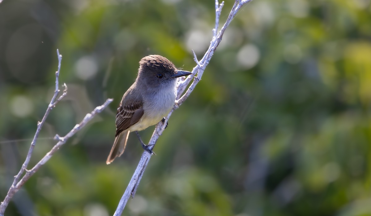Dusky-capped Flycatcher - ML646446987