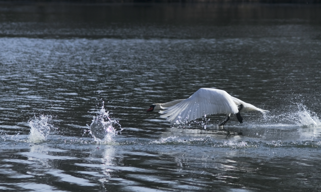 Mute Swan - ML646446996
