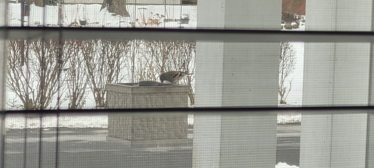 American Goldfinch - ML646446997