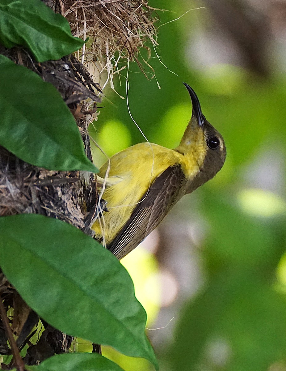 Ornate Sunbird - ML646446998