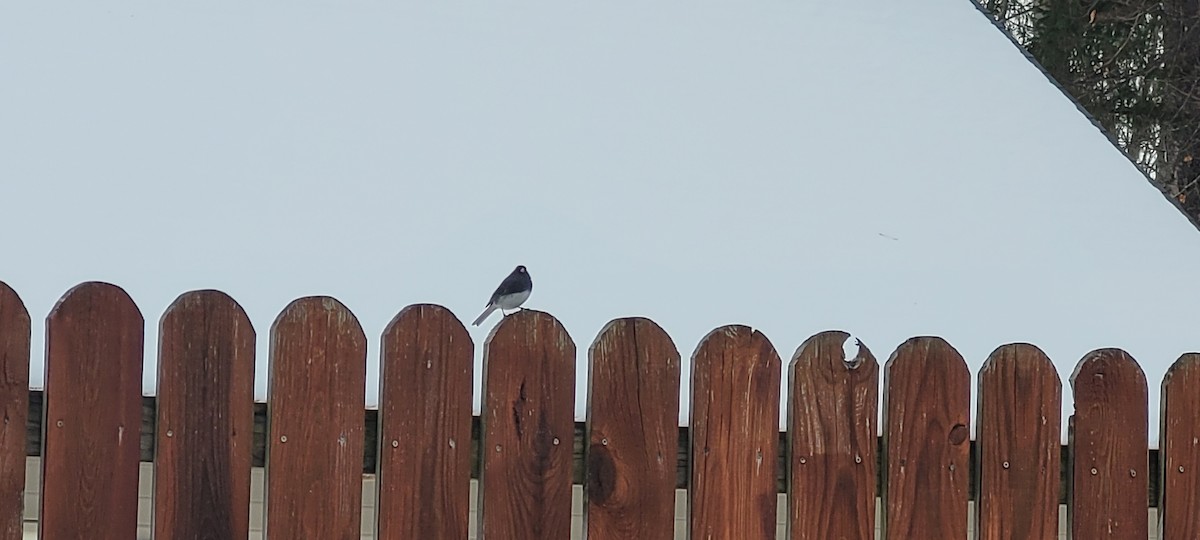 Dark-eyed Junco - ML646447000