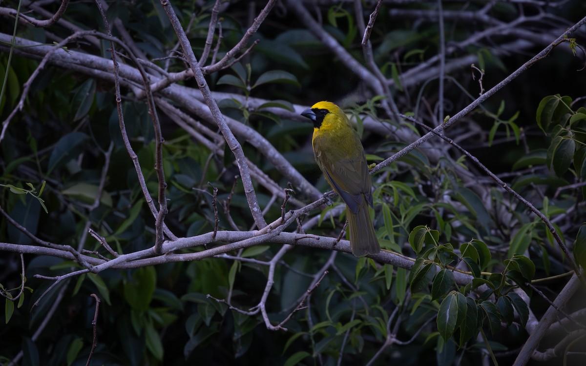 Yellow-green Grosbeak - ML646447001