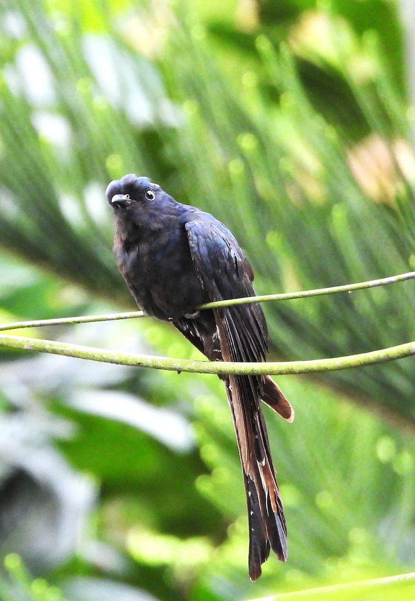 Fork-tailed Drongo-Cuckoo - ML646447003