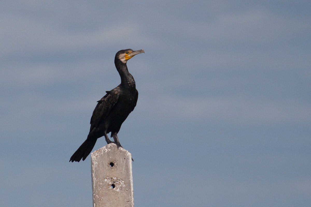 鸕鷀 - ML646447004