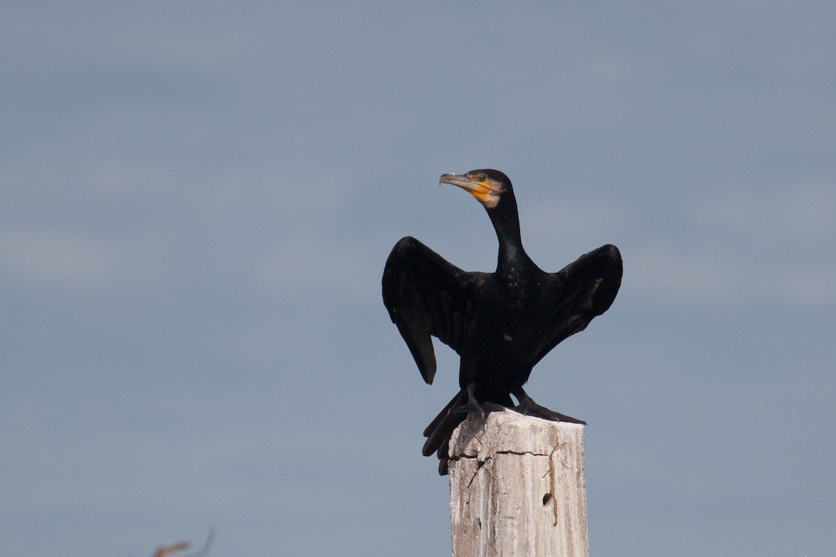 鸕鷀 - ML646447005