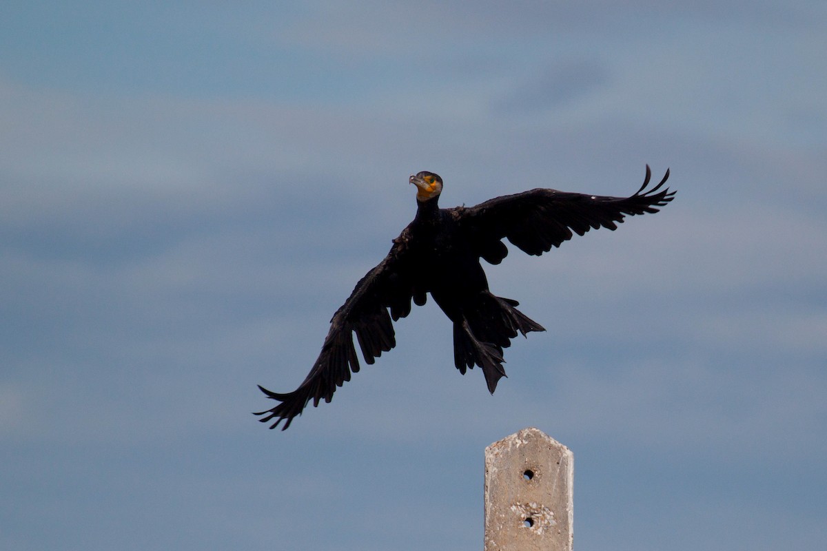 鸕鷀 - ML646447006