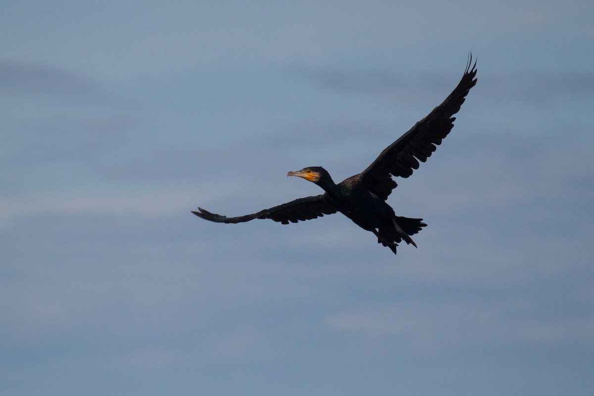 鸕鷀 - ML646447008