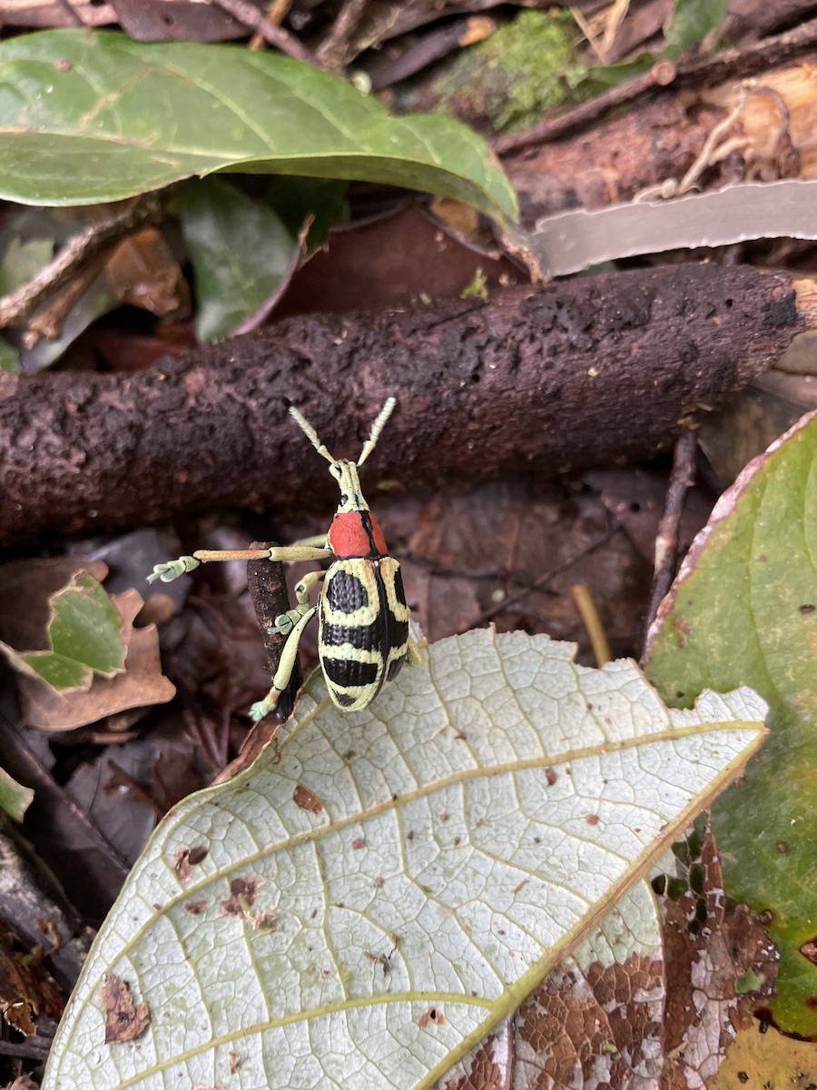 Animali - ML646447010