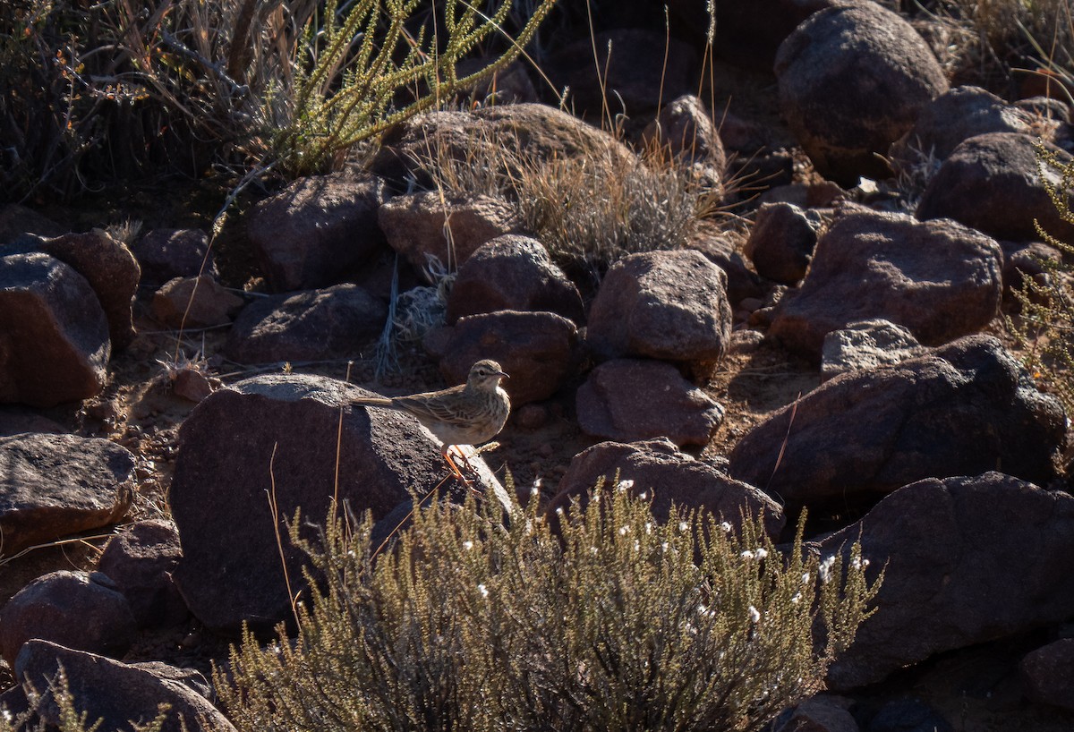 Nicholson's Pipit - ML646447018