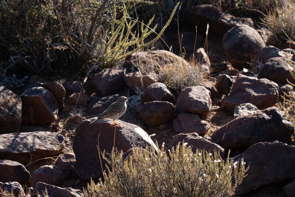 Nicholson's Pipit - ML646447019