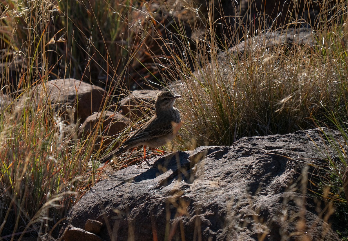 Nicholson's Pipit - ML646447020