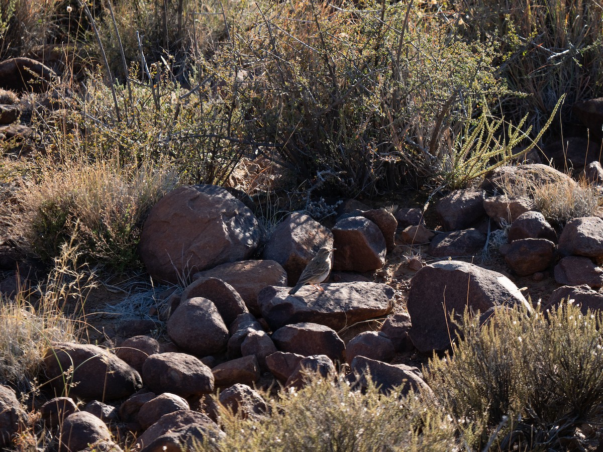 Nicholson's Pipit - ML646447022