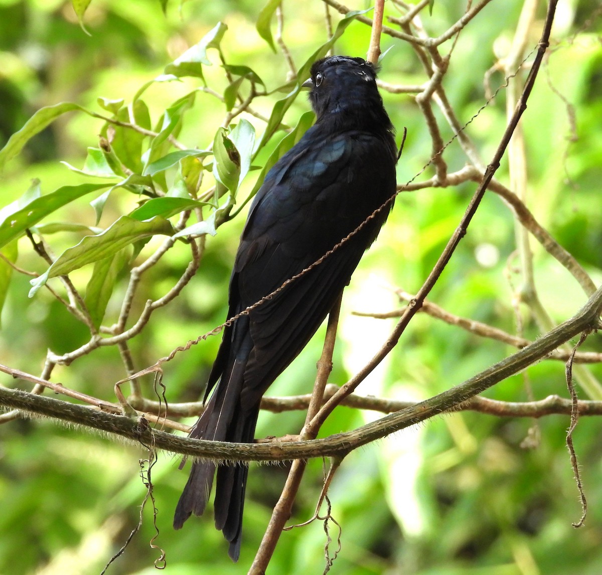 Fork-tailed Drongo-Cuckoo - ML646447023
