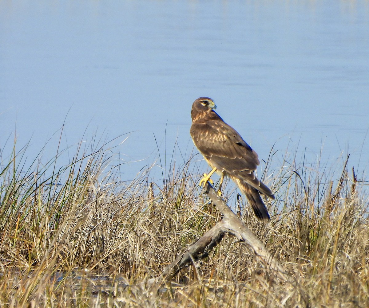 Northern Harrier - ML646447026