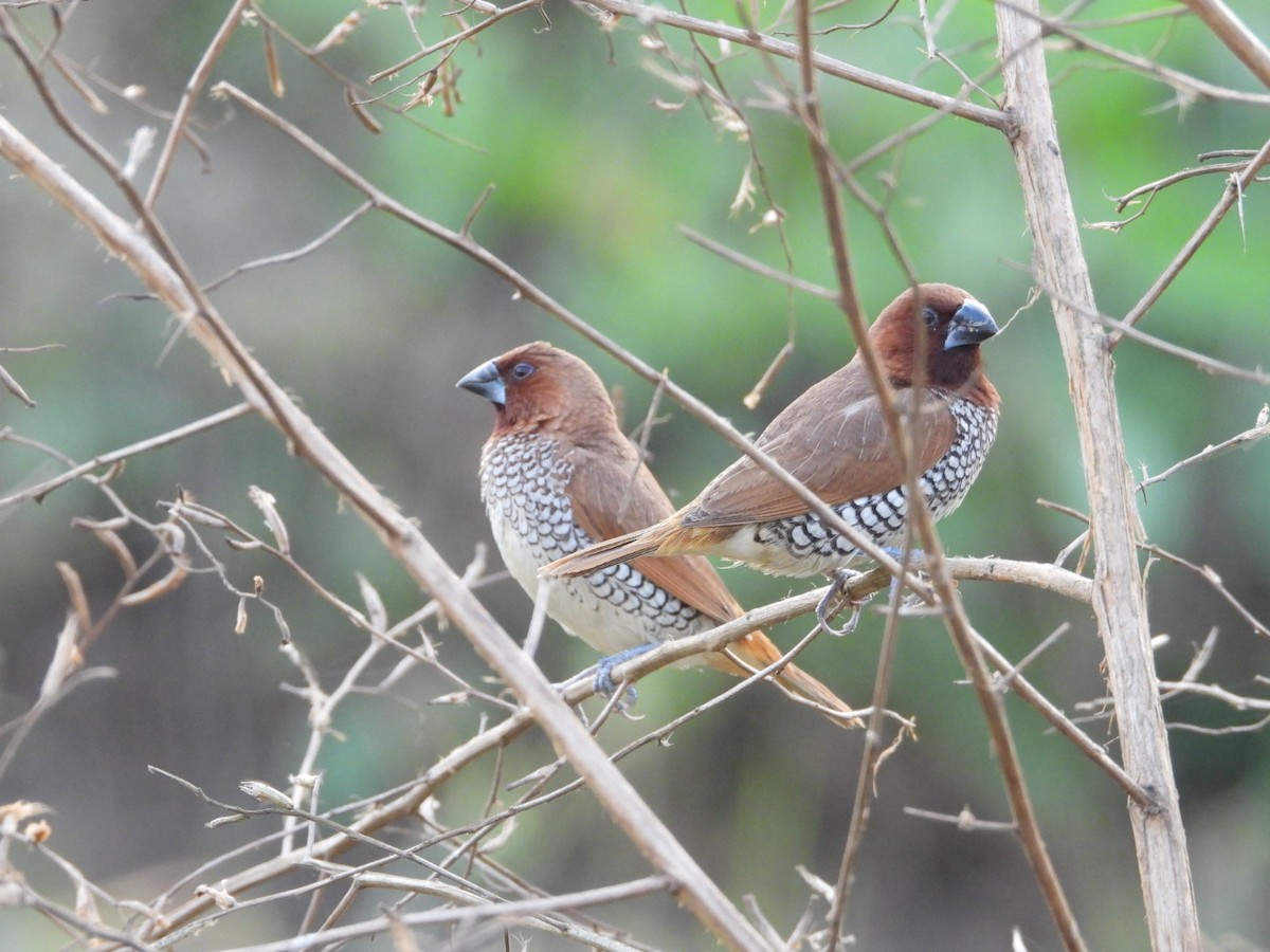 Scaly-breasted Munia - ML646447027