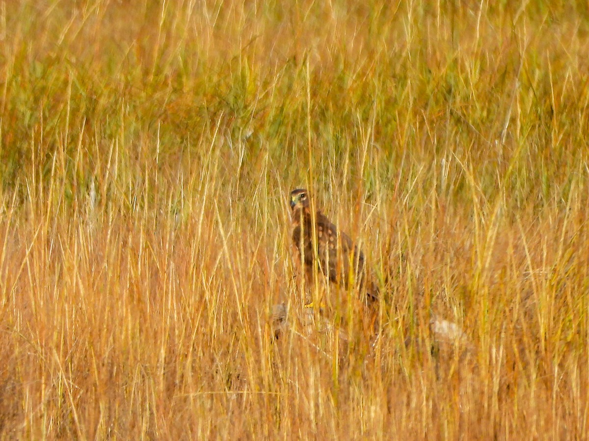 Northern Harrier - ML646447029