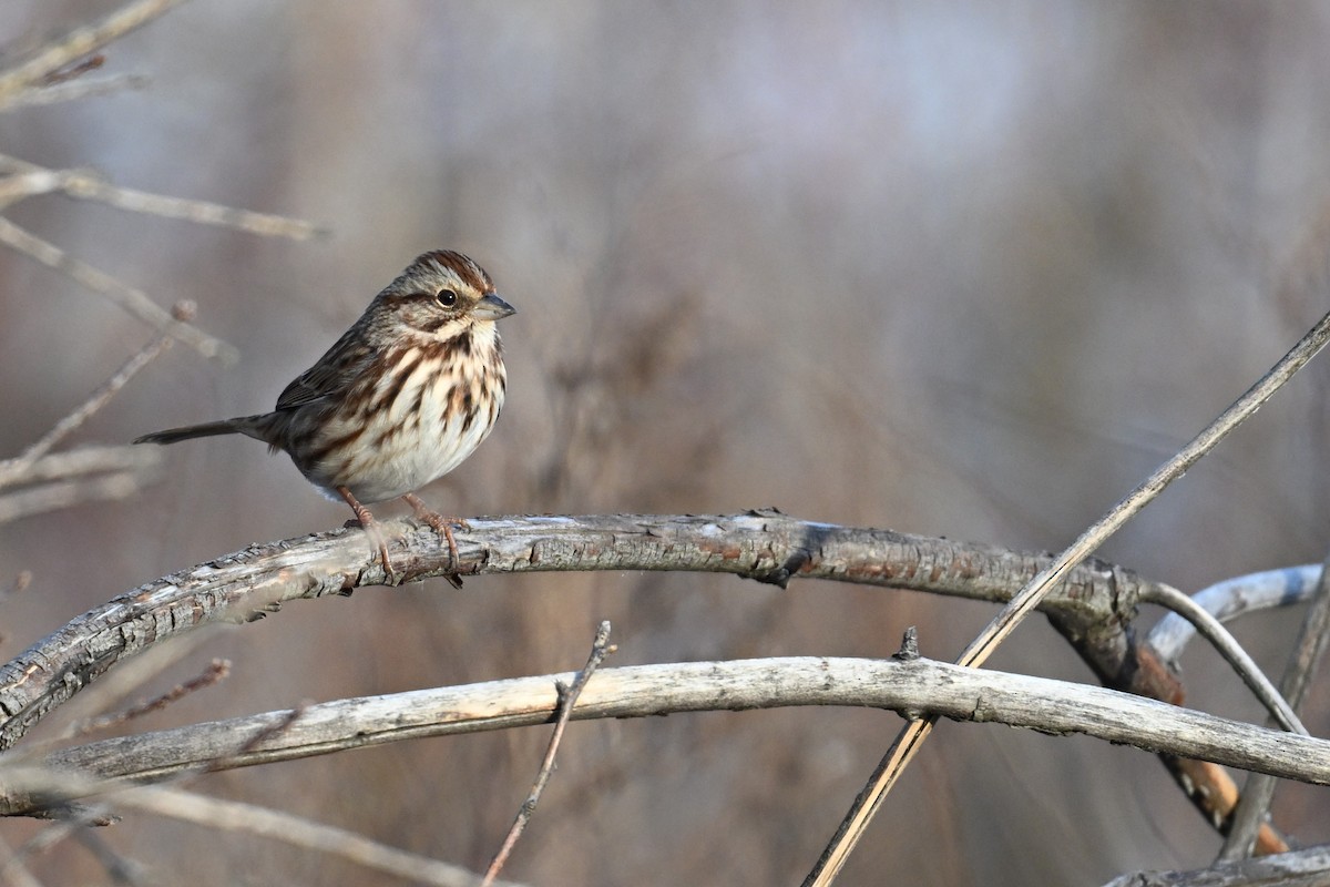 Song Sparrow - ML646447030