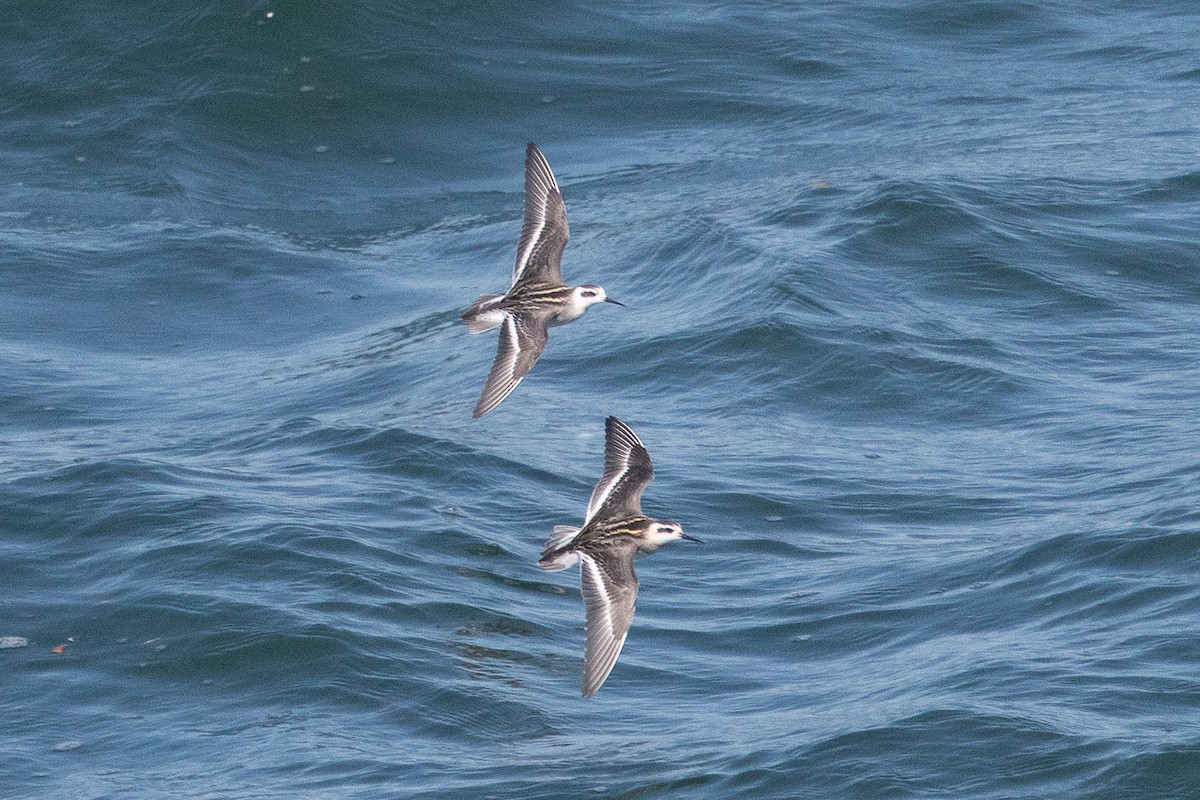 lyskonoh úzkozobý - ML646447031