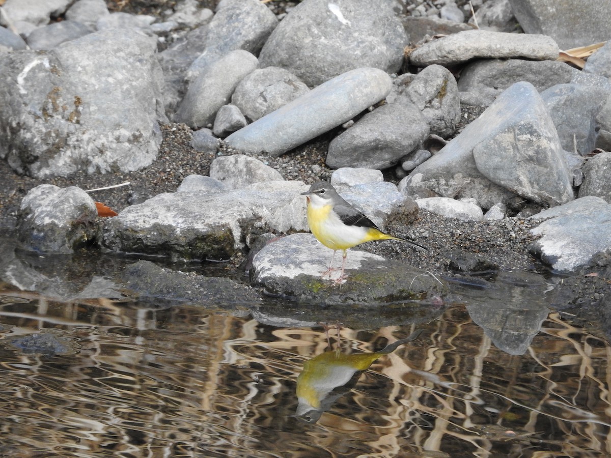 vintererle - ML646447050