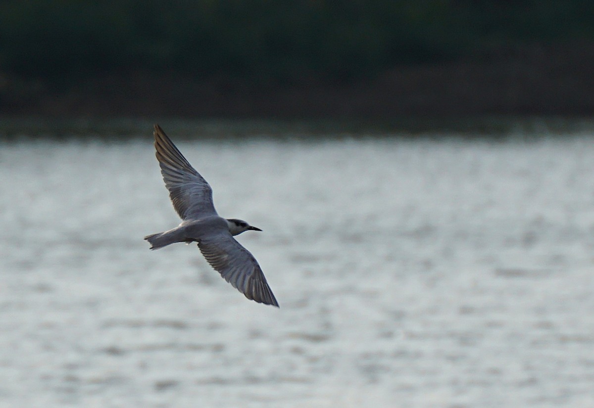 Whiskered Tern - ML646447052