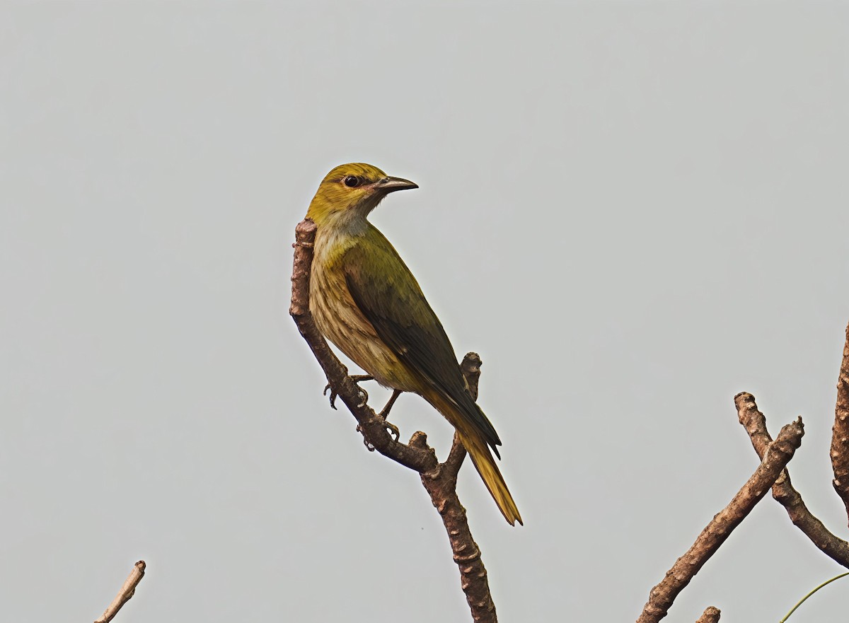 Indian Golden Oriole - ML646447057