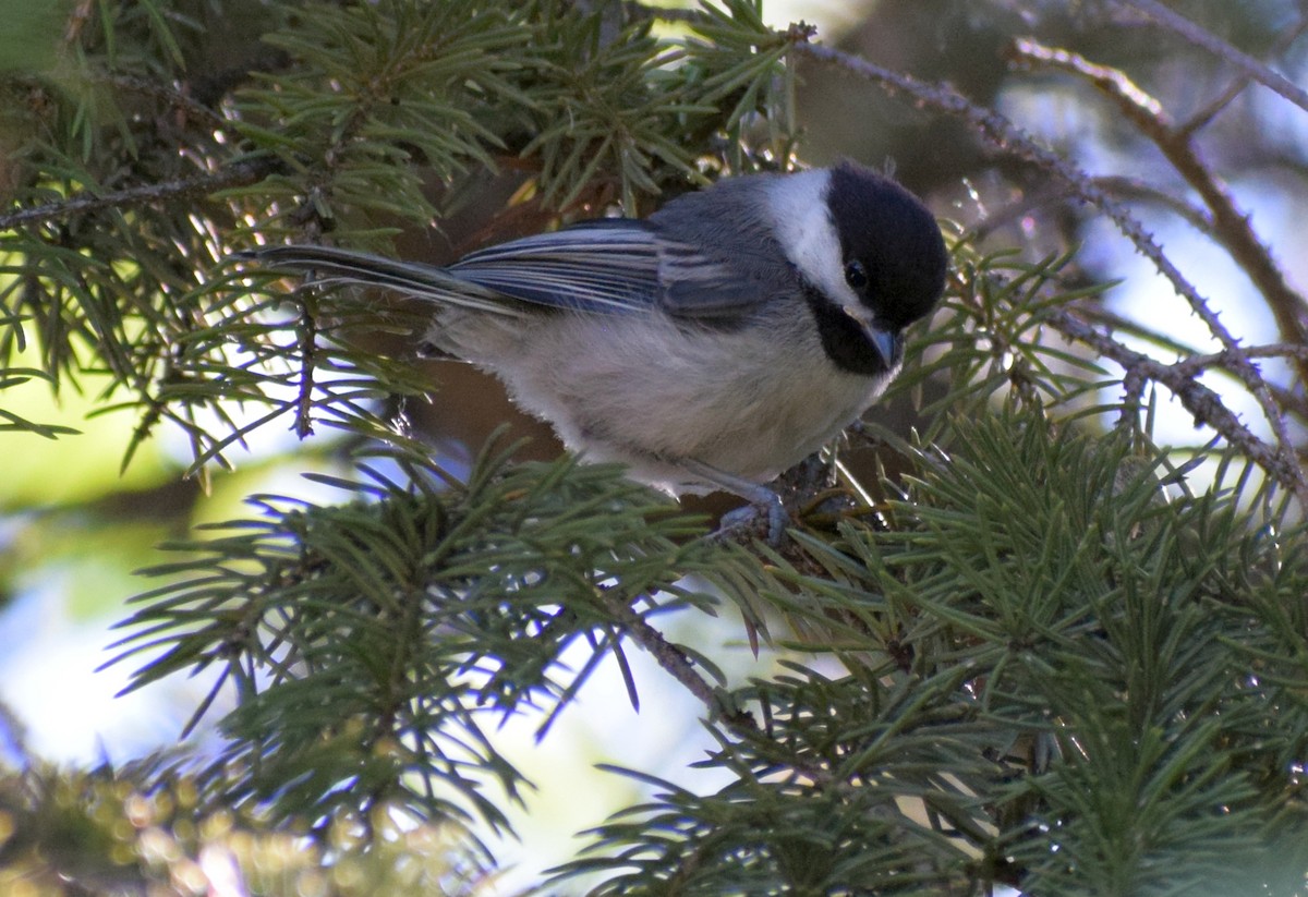 sýkora černohlavá - ML646447062
