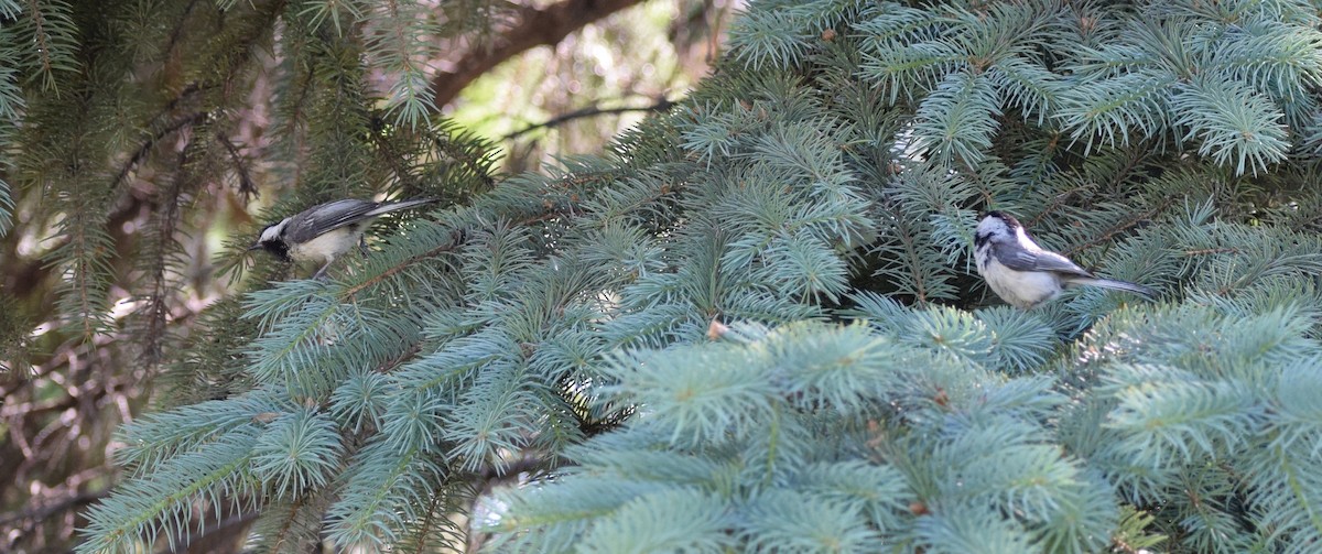 sýkora černohlavá - ML646447063