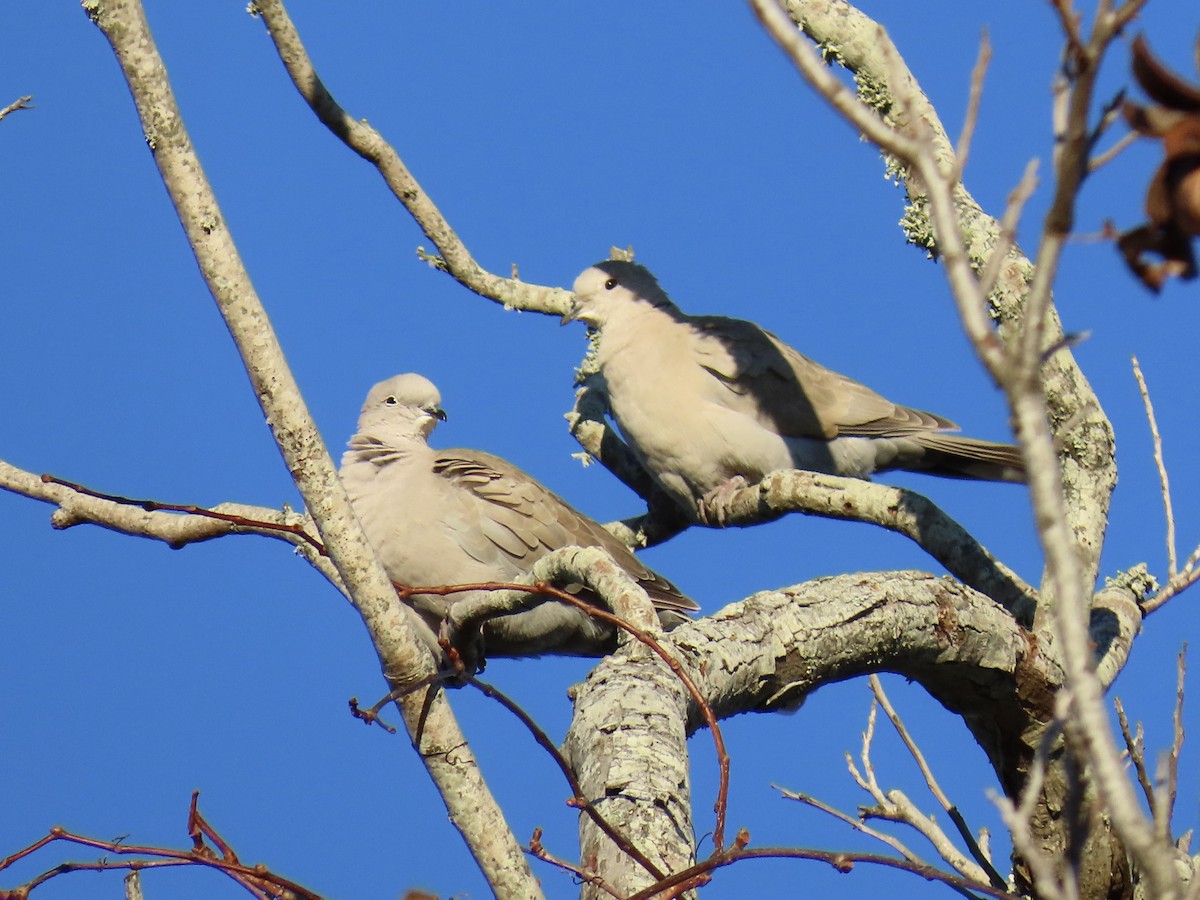 tyrkerdue - ML646447066