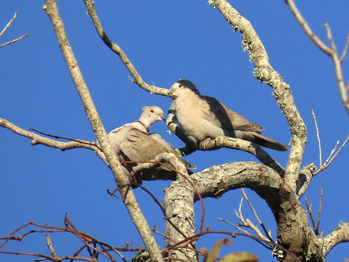 tyrkerdue - ML646447067