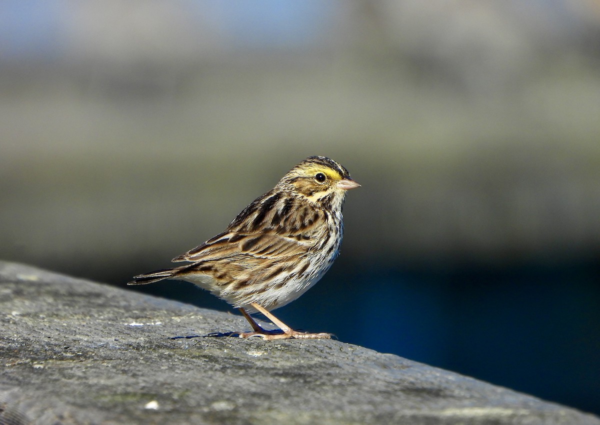 Savannah Sparrow - ML646447068