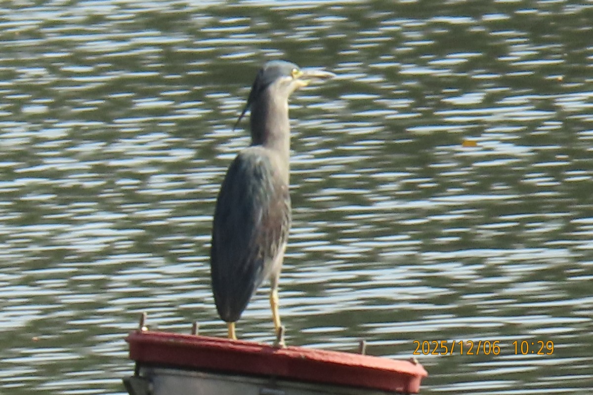 Little Heron - ML646447070
