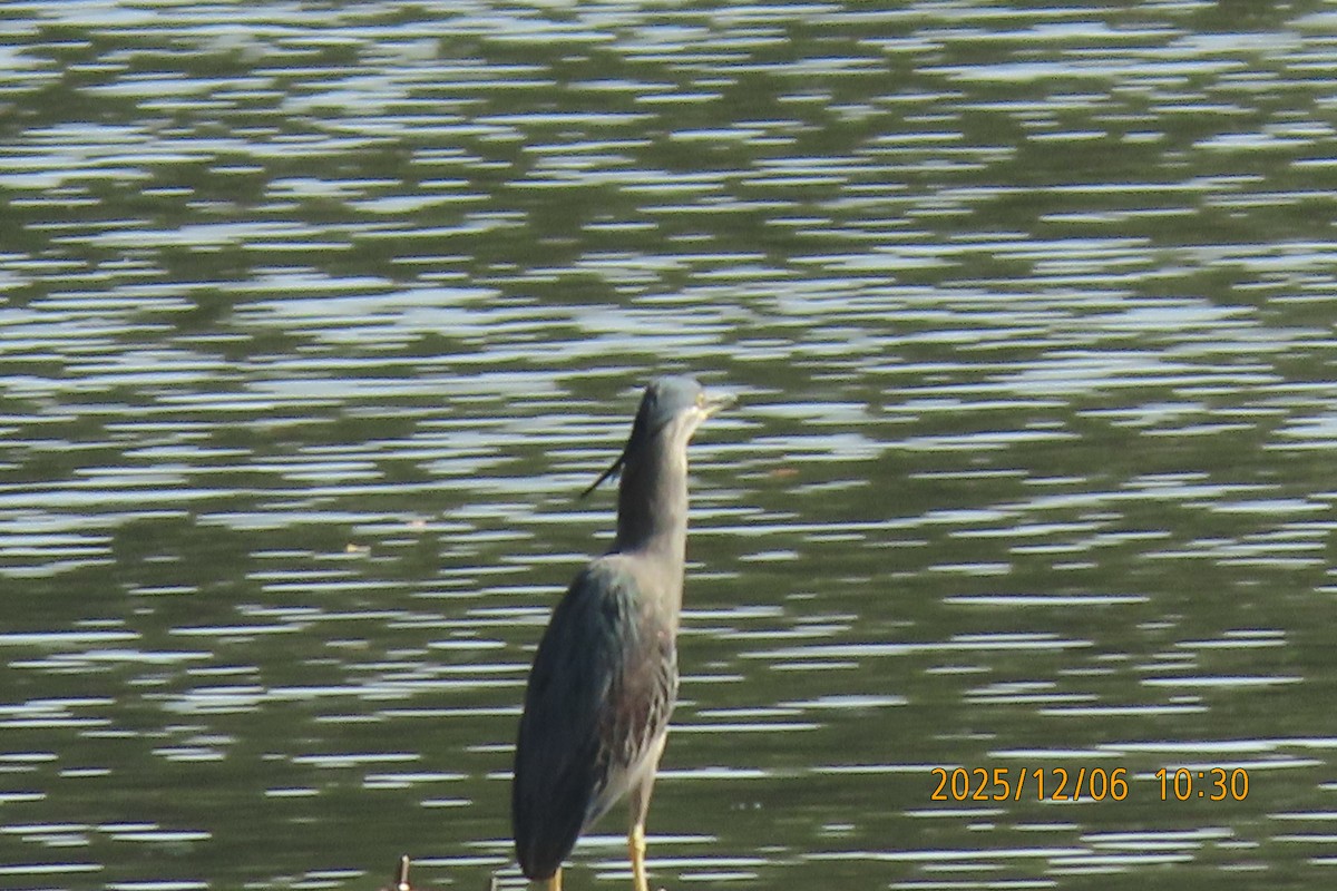 Little Heron - ML646447071