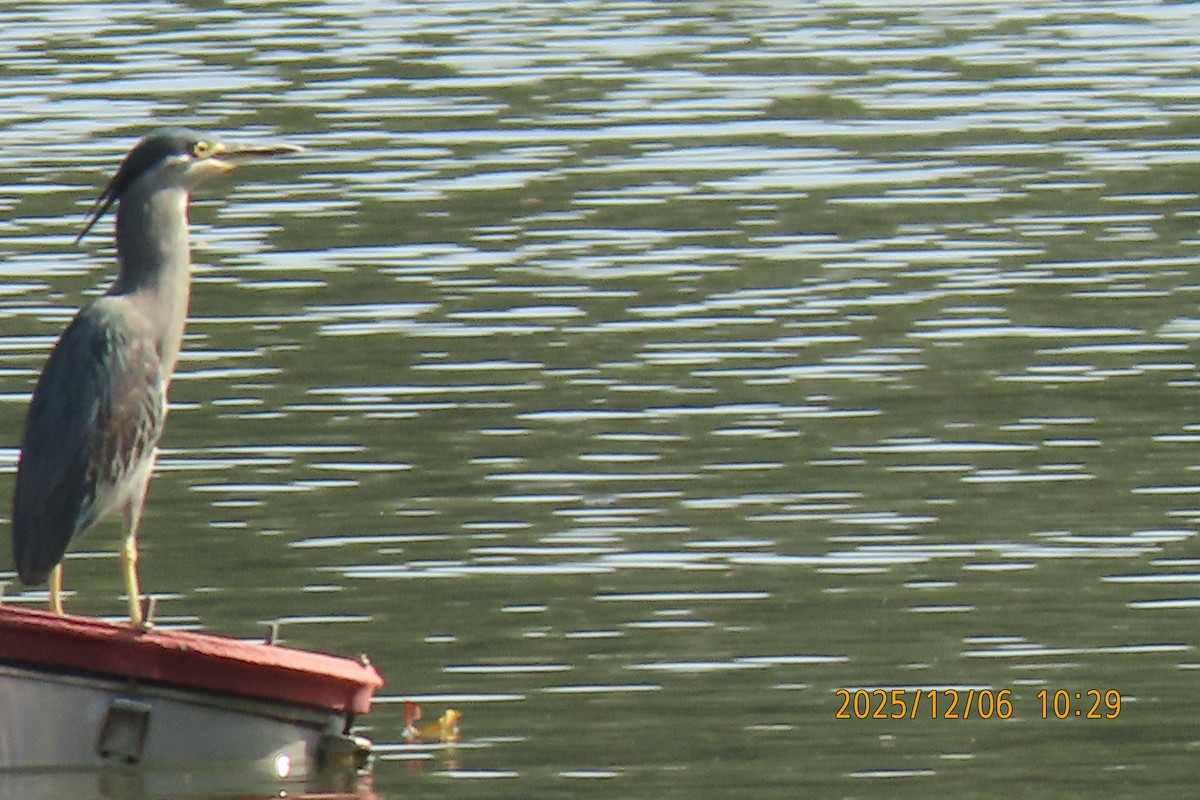 Little Heron - ML646447072