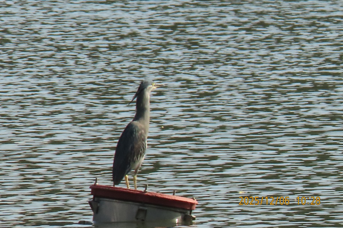 Little Heron - ML646447074