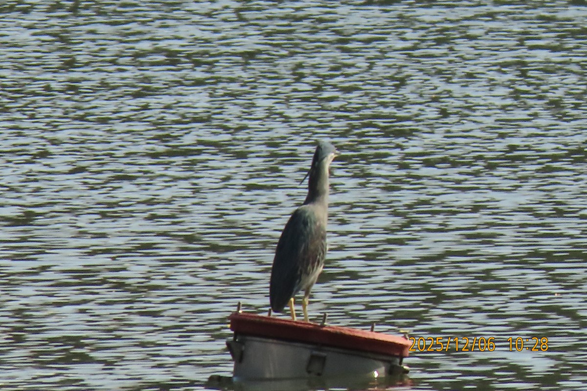 Little Heron - ML646447075