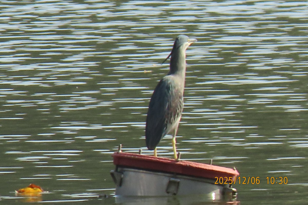 Little Heron - ML646447077