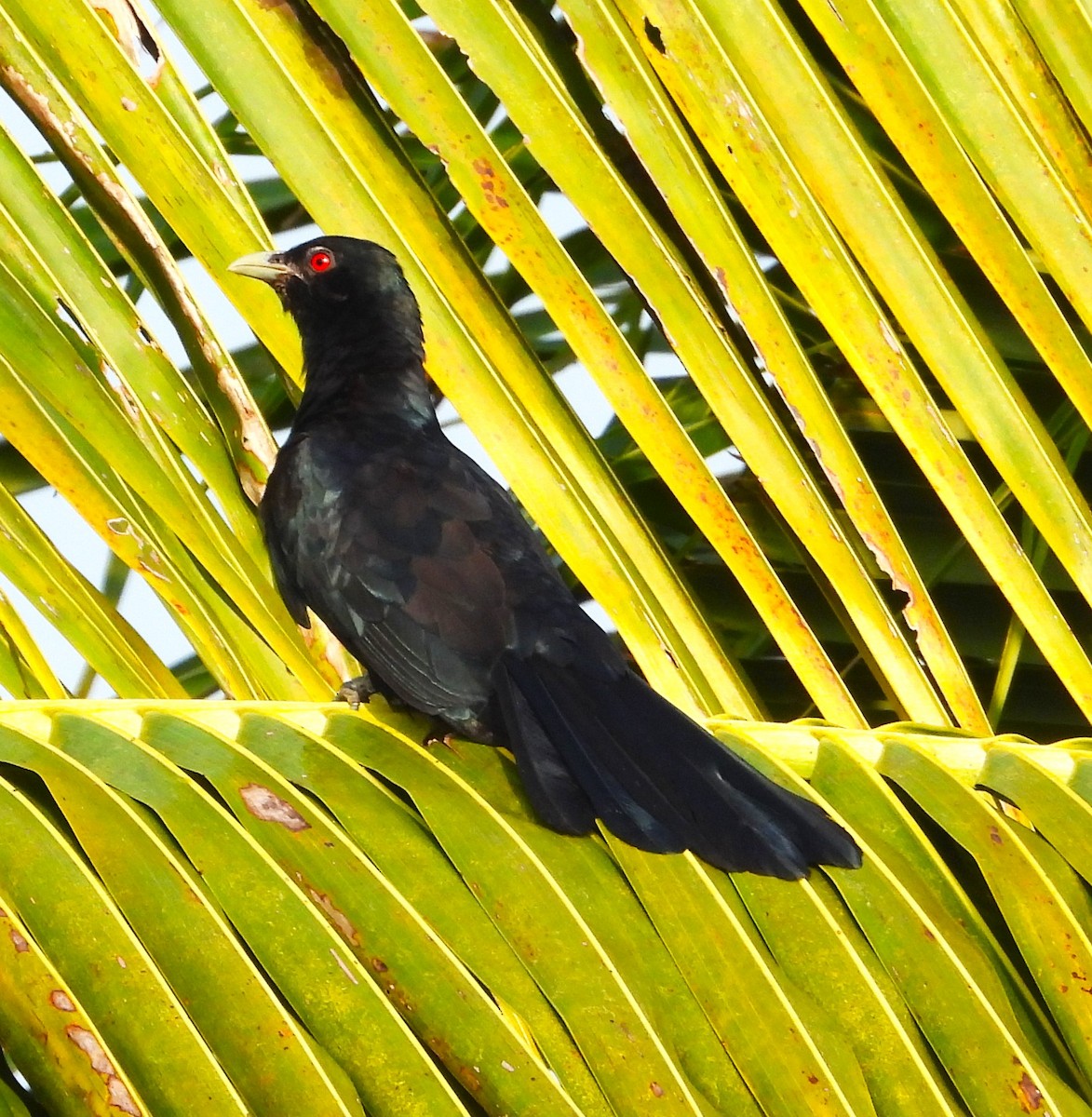 Asian Koel - ML646447079