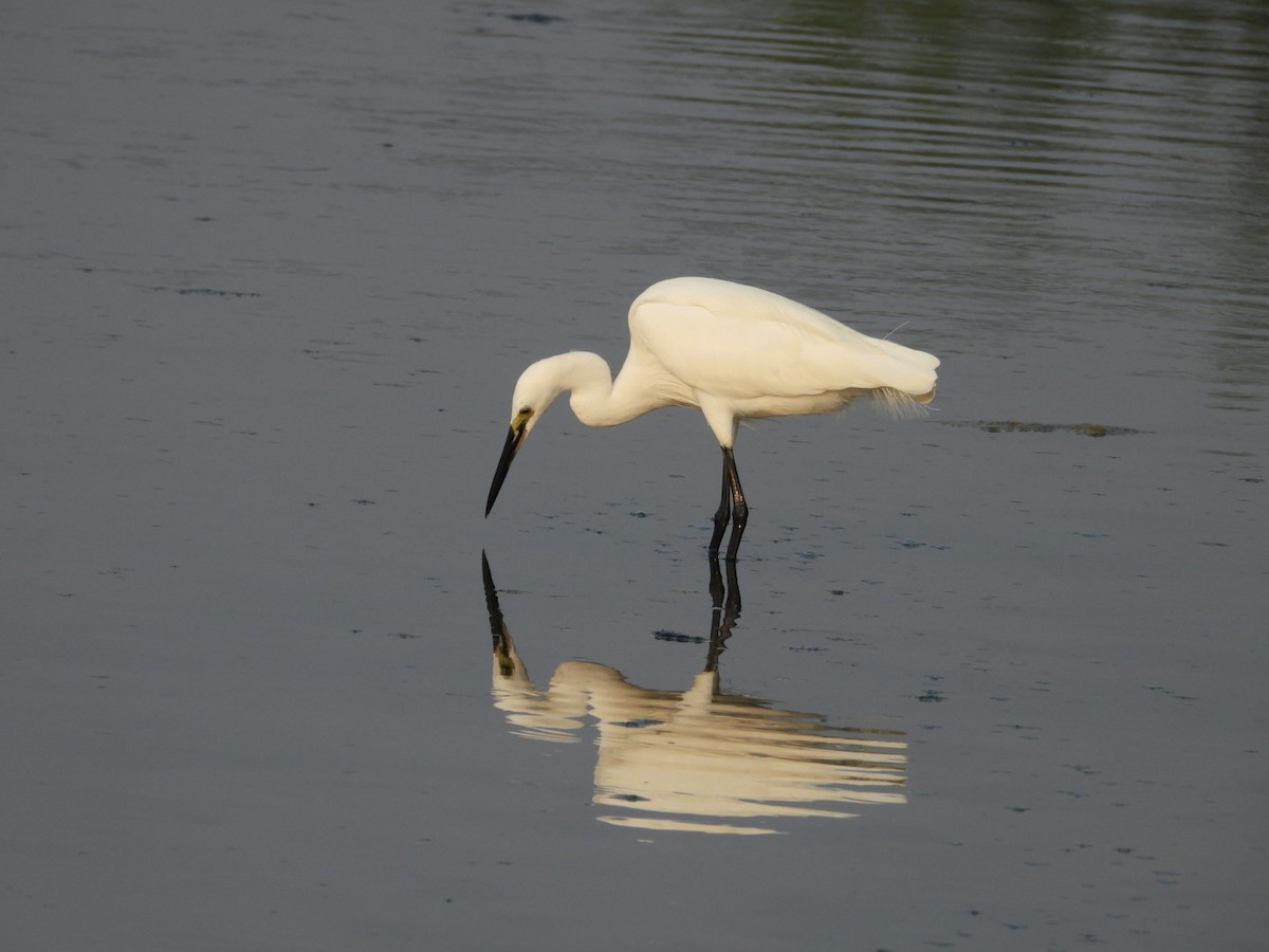 Little Egret - ML646447080