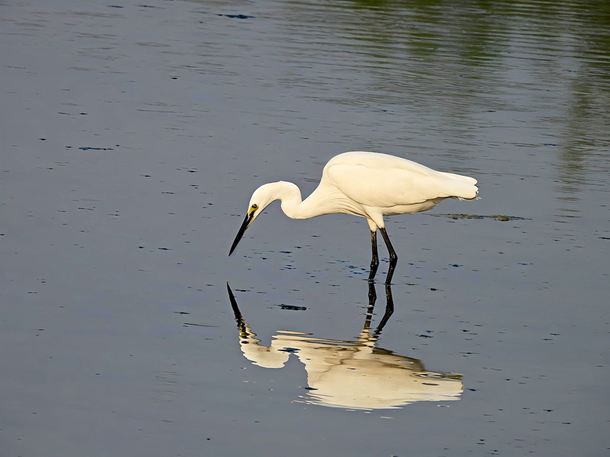 Little Egret - ML646447081