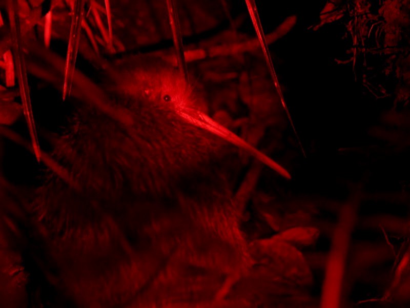 North Island Brown Kiwi - ML646447082