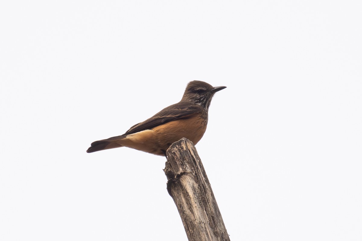 Кіптявник смугастогорлий - ML646447083