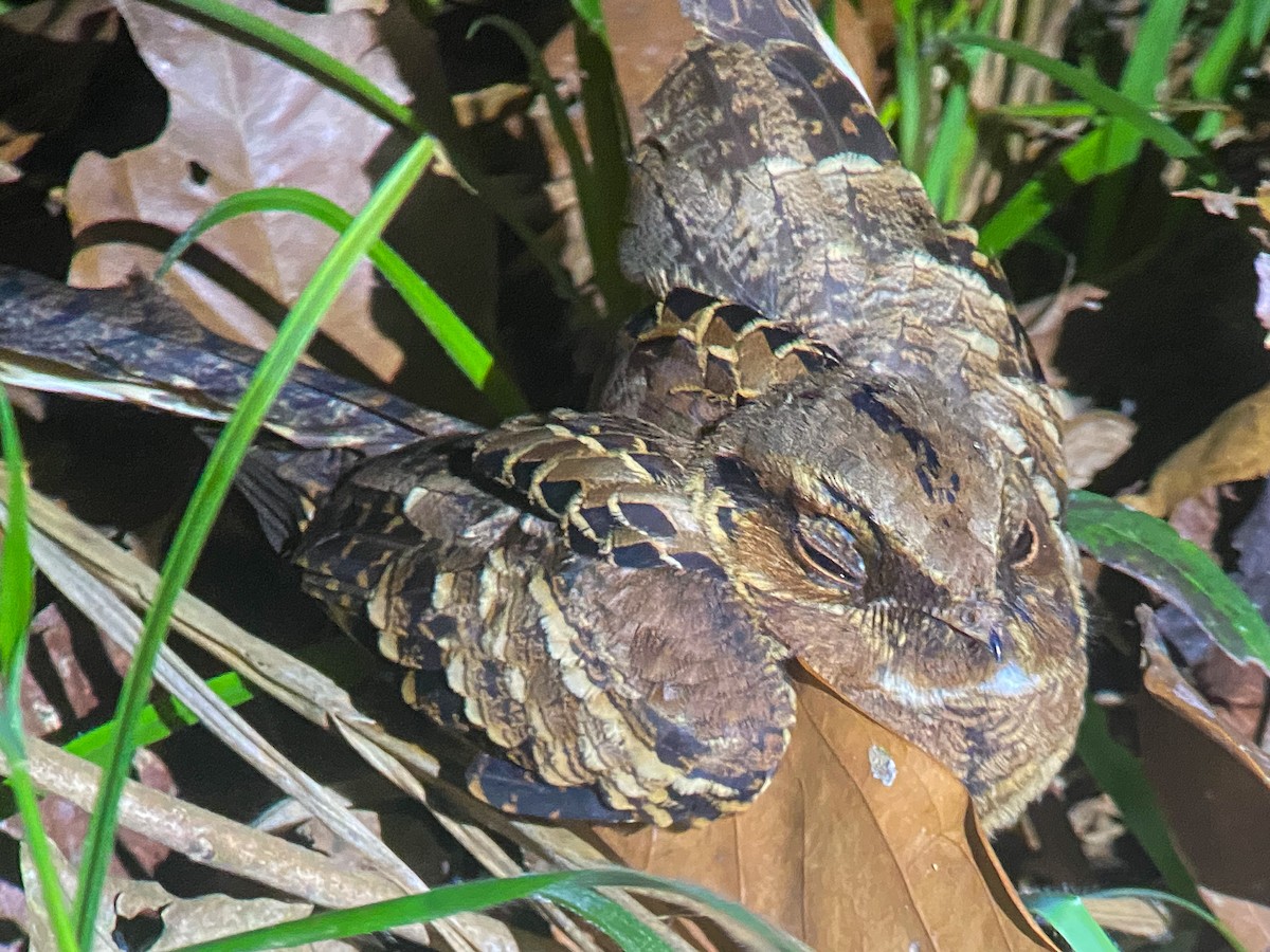 Common Pauraque - ML646447084