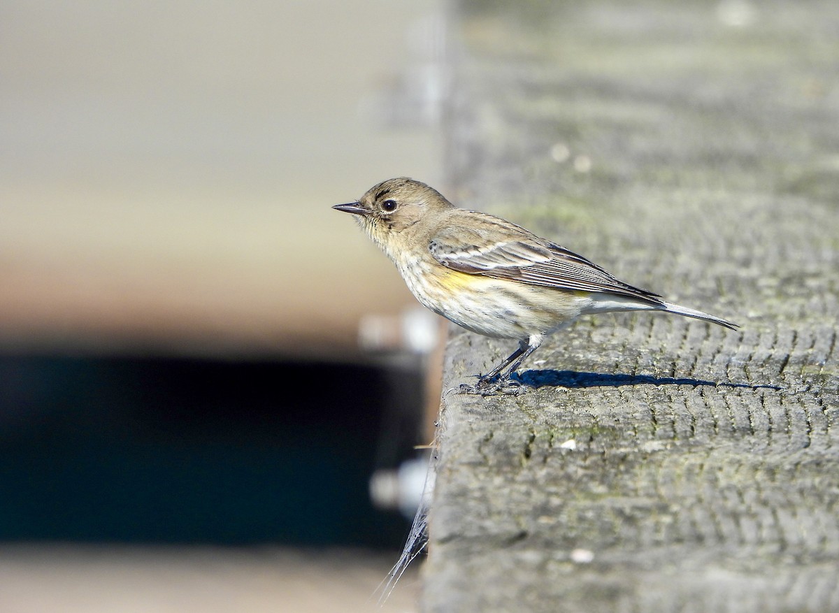 Yellow-rumped Warbler - ML646447085