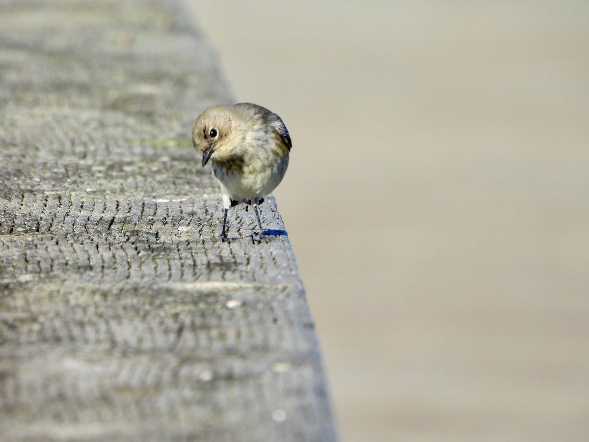 Yellow-rumped Warbler - ML646447087