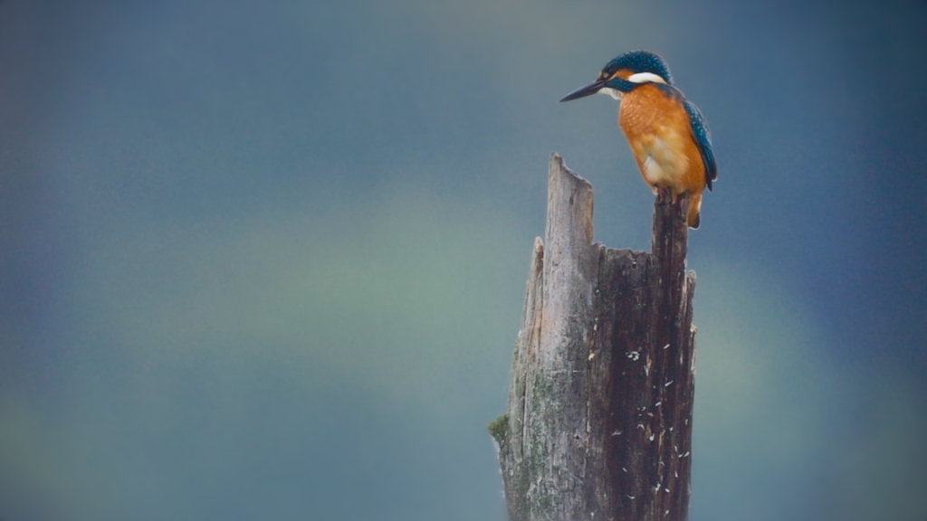 Common Kingfisher - ML646447092