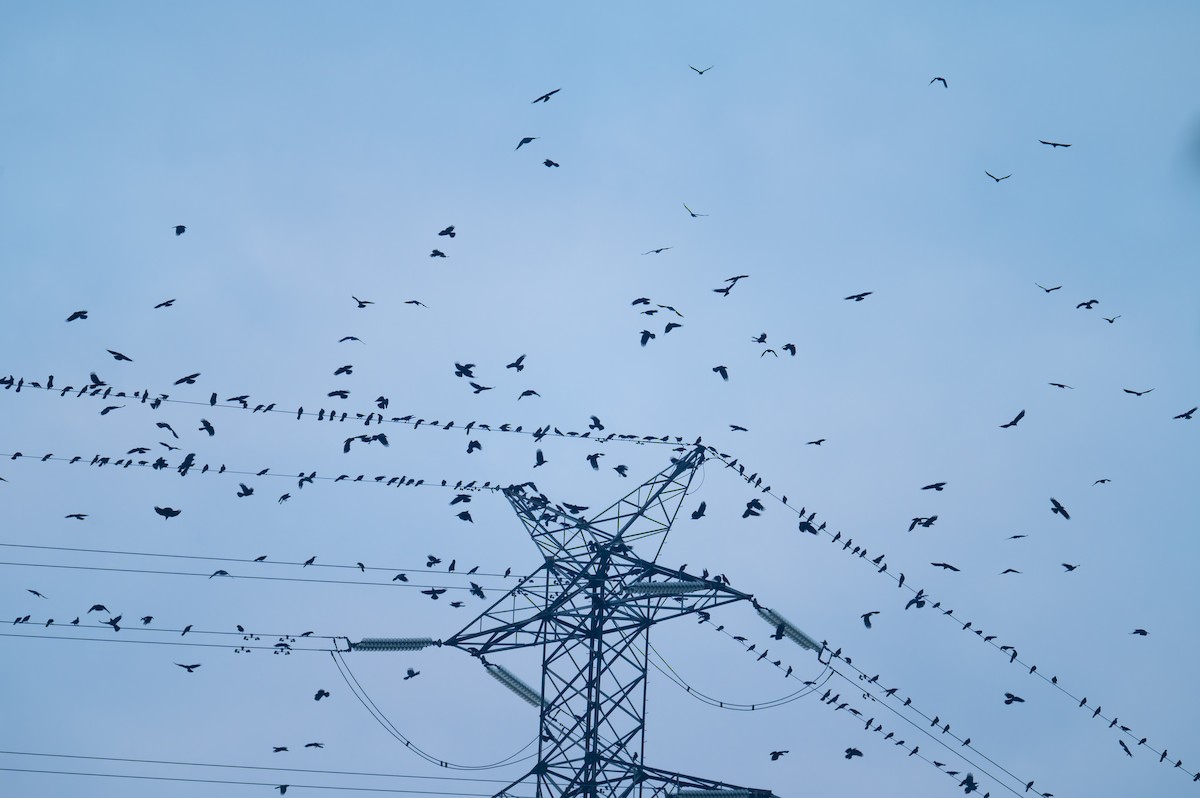 Large-billed Crow - ML646447094