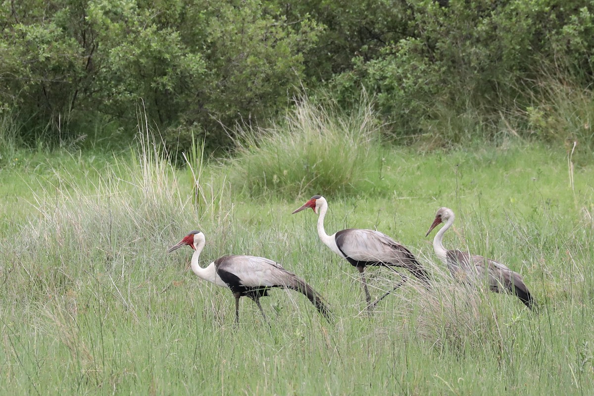 Wattled Crane - ML646447095
